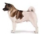 Akita Dog