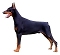 Doberman