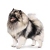 Keeshond