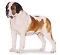 Saint Bernard