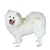 Samoyed