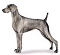 Weimaraner