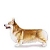 Welsh Corgi